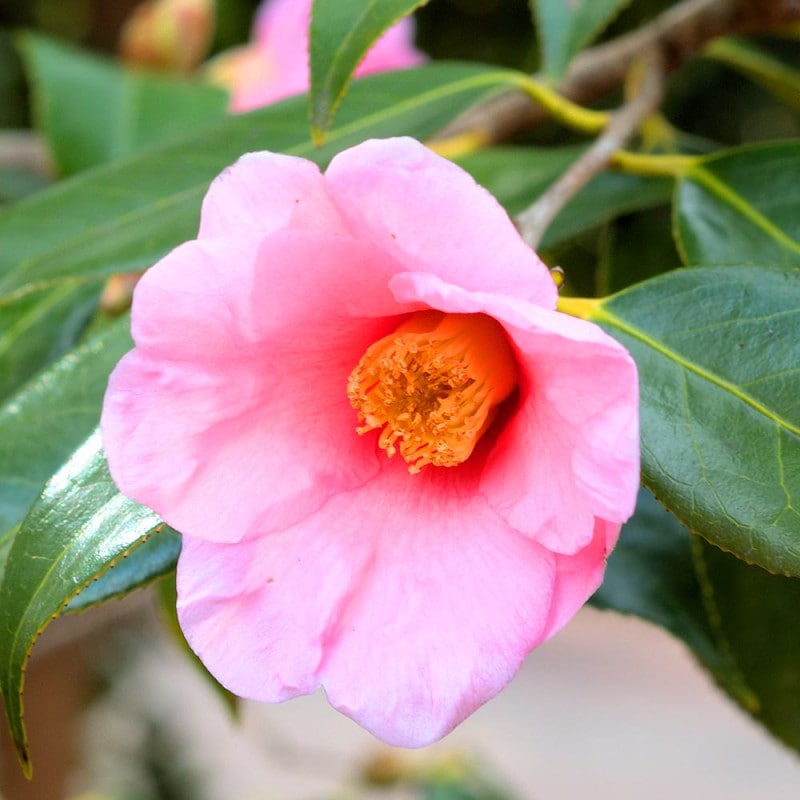 アガベ パリー吉祥天 【多肉植物 2.5号鉢／1個売り】｜ 【植物の