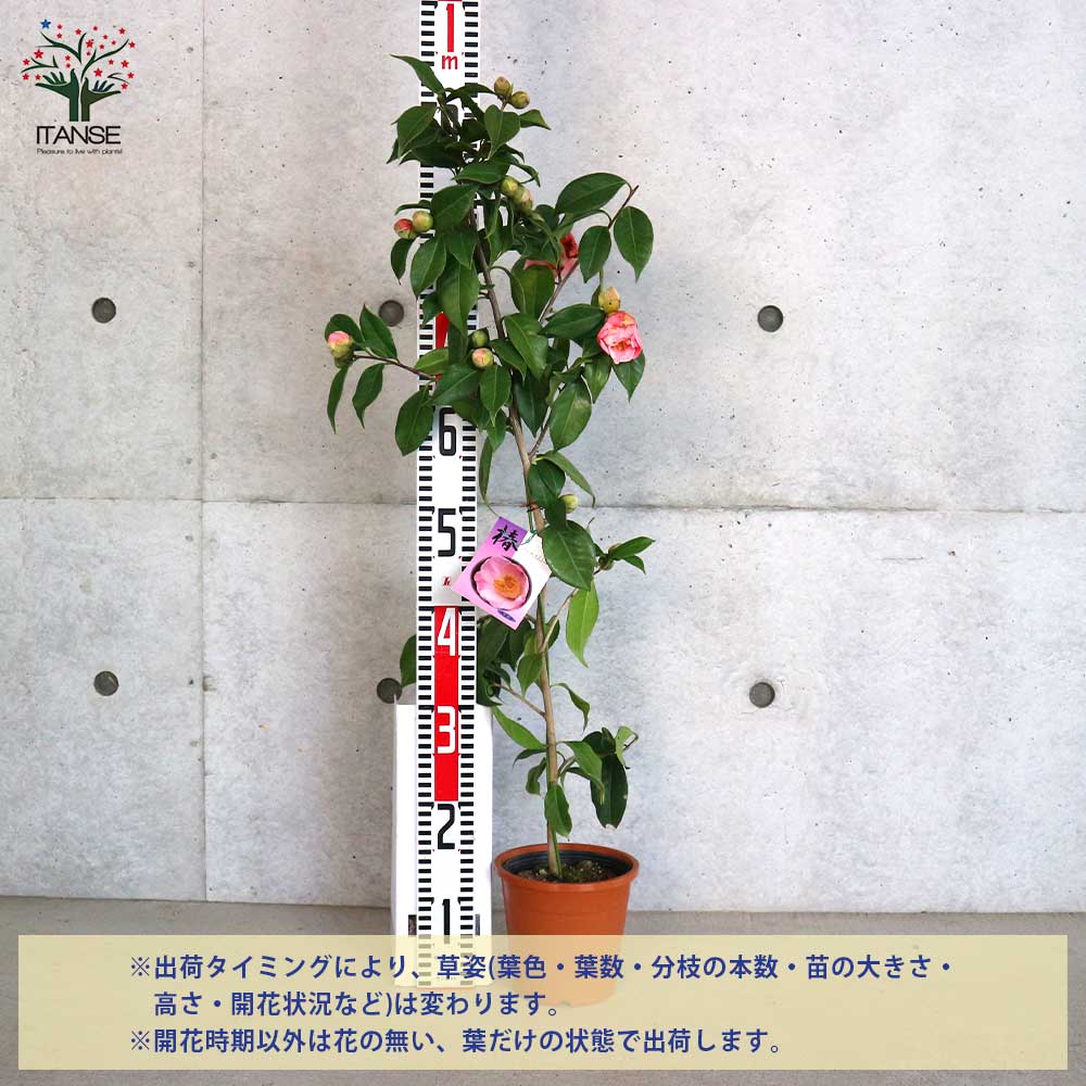 椿(ツバキ)の苗木 品種：西王母(セイオウボ)【庭木 5号鉢／1個売り