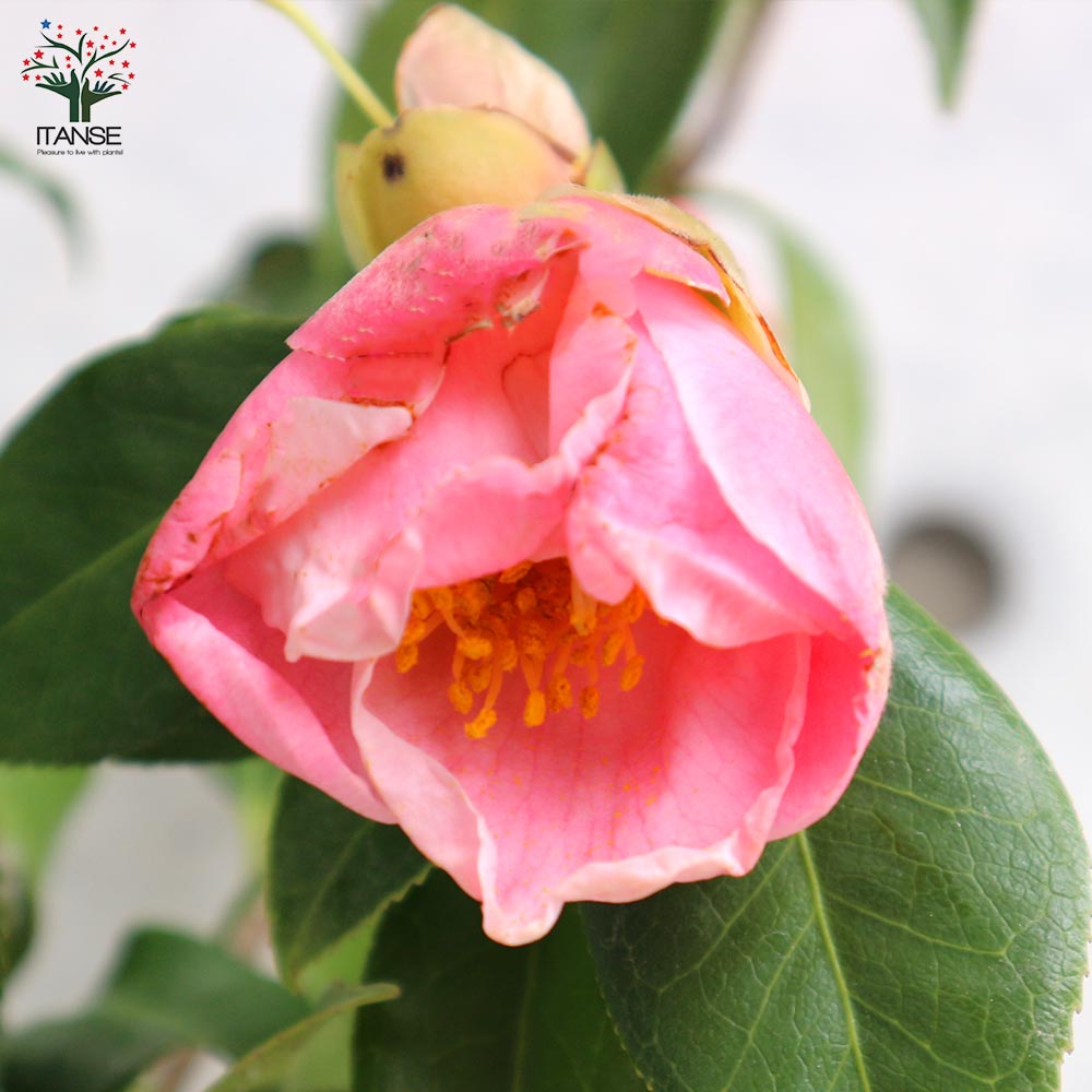 椿(ツバキ)の苗木 品種：西王母(セイオウボ)【庭木 5号鉢／1個売り