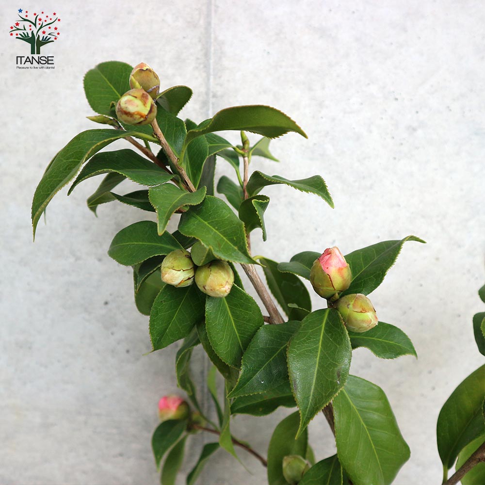 椿(ツバキ)の苗木 品種：西王母(セイオウボ)【庭木 5号鉢／1個売り