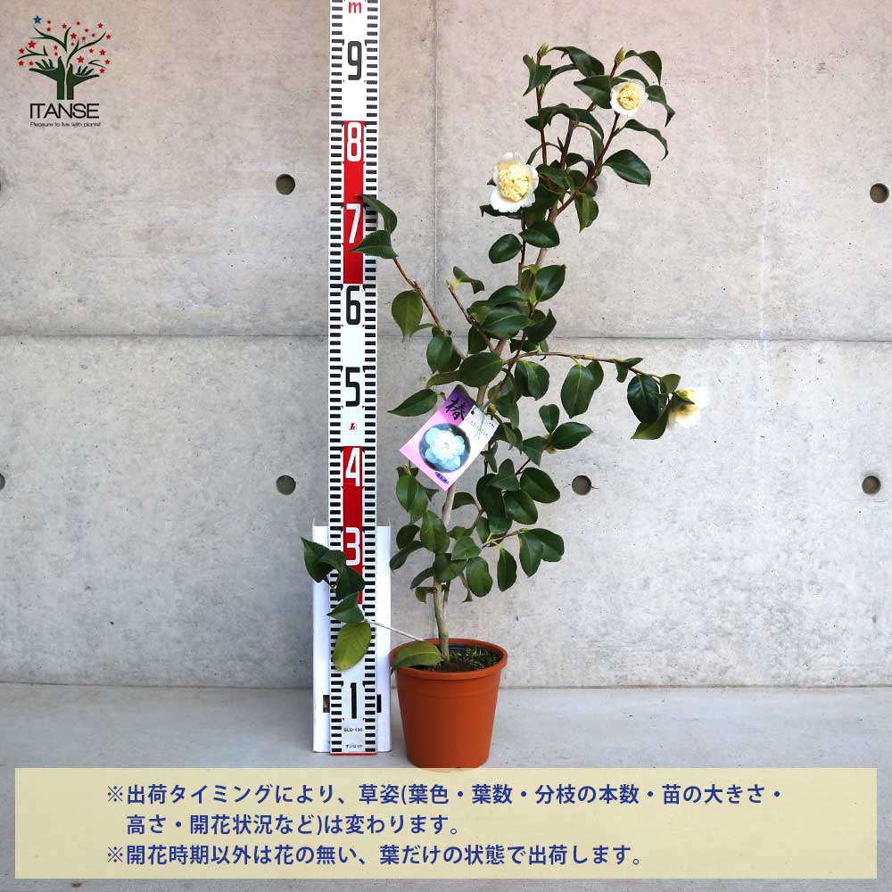 現品》ツバキ白芯卜伴(ハクシンボクハン)樹高1.6m(根鉢含ま 現品》ツバキ白芯卜伴(ハクシンボクハン)樹高1.6m(根鉢含ま