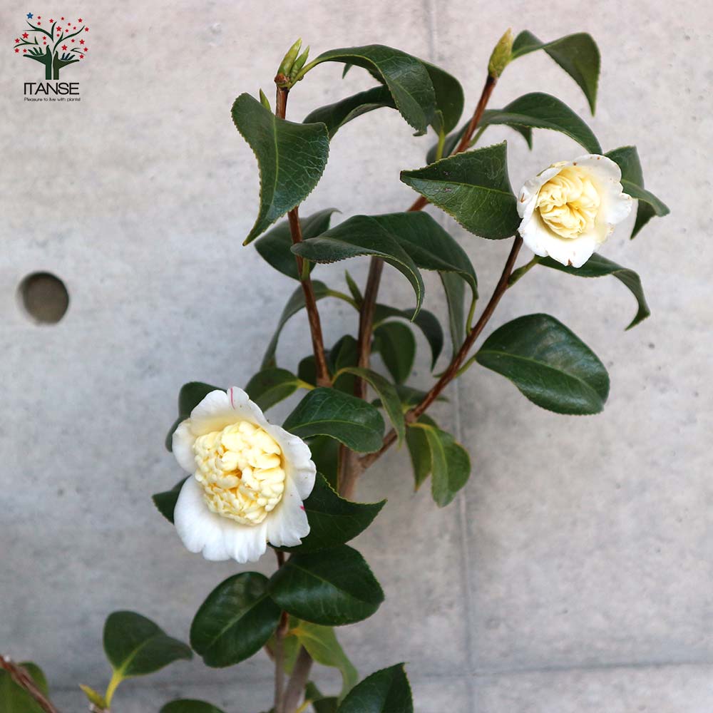 椿(ツバキ)の苗木 品種：白卜伴(シロボクハン) 【庭木 5号鉢／1個売り