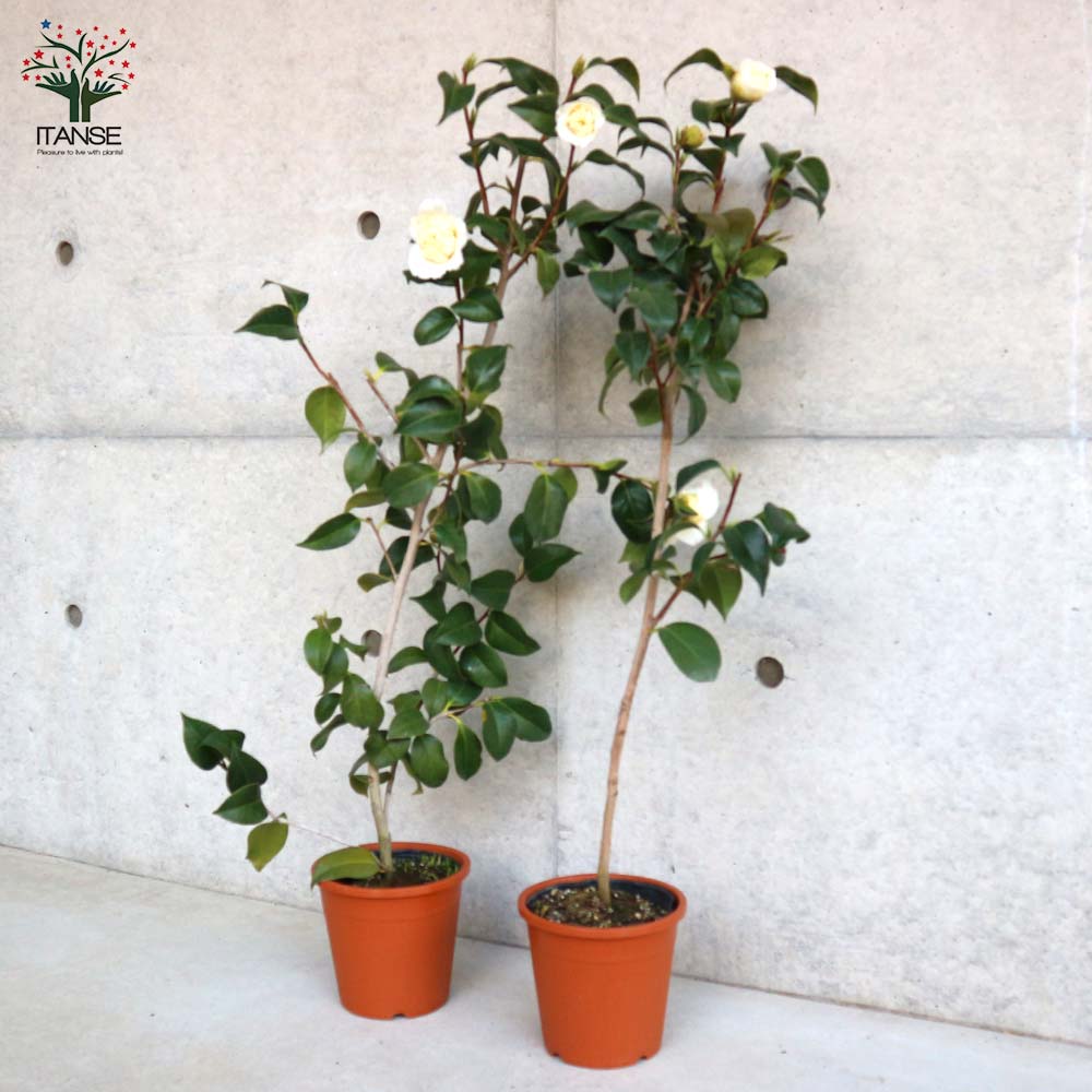 翼苗木 楽天市場】◇送料無料◇ 椿 苗木 接木苗 【友の浦 （とものうら