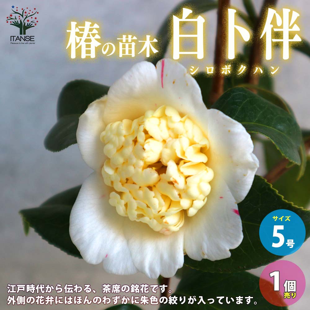 抜き苗　椿　白卜半 椿(ツバキ)の苗木 品種：白卜伴(シロボクハン) 【庭木 5号鉢／1個売り