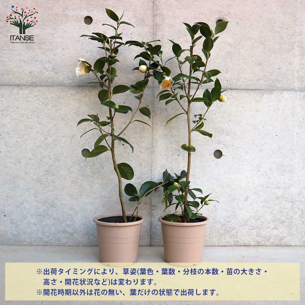 椿(ツバキ)の苗木 品種：白玉(シラタマ) 【庭木 5号鉢／1個売り