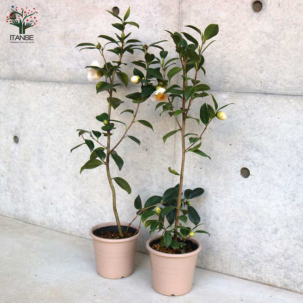 椿(ツバキ)の苗木 品種：白玉(シラタマ) 【庭木 5号鉢／1個売り