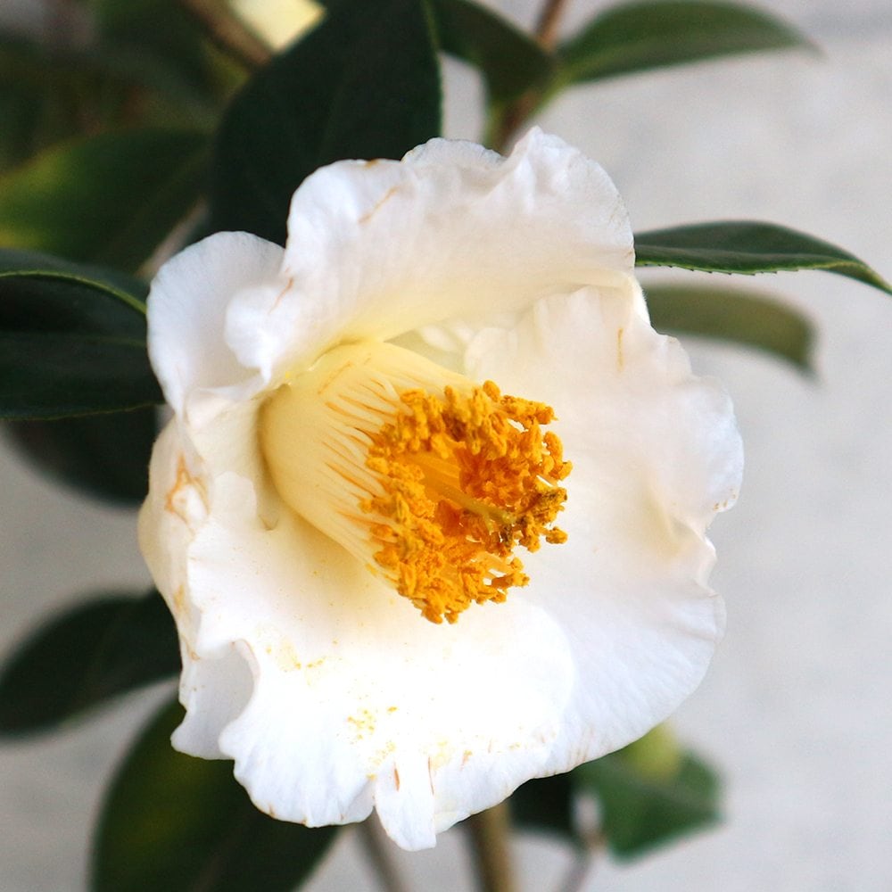 椿(ツバキ)の苗木 品種：白玉(シラタマ) 【庭木 5号鉢／1個売り