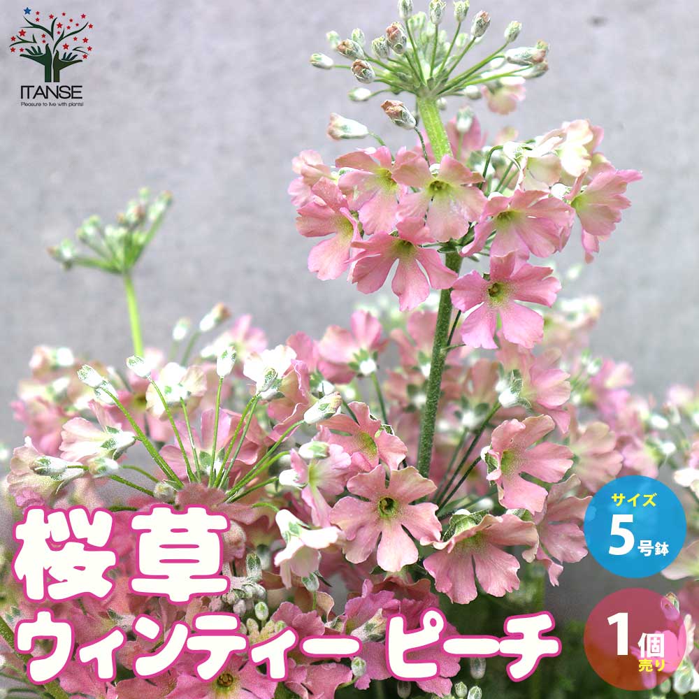 桜草(サクラソウ) ウィンティー・ピーチ【花苗 5号鉢／1個売り】