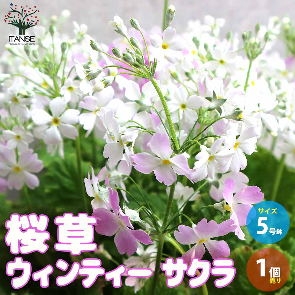 桜草(サクラソウ) ウィンティー・サクラ【花苗 5号鉢／1個売り】