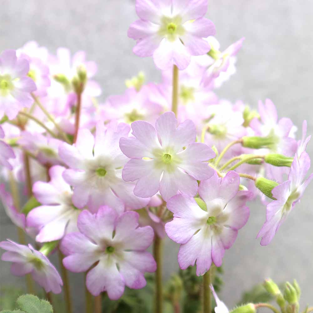 雲南桜草(ウンナンサクラソウ)【花苗 4号鉢／1個売り】