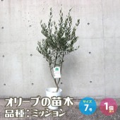オリーブの苗木 品種：ミッション【果樹の苗木 7号テーパード鉢／1個売り】|オリーブ|植木・花木