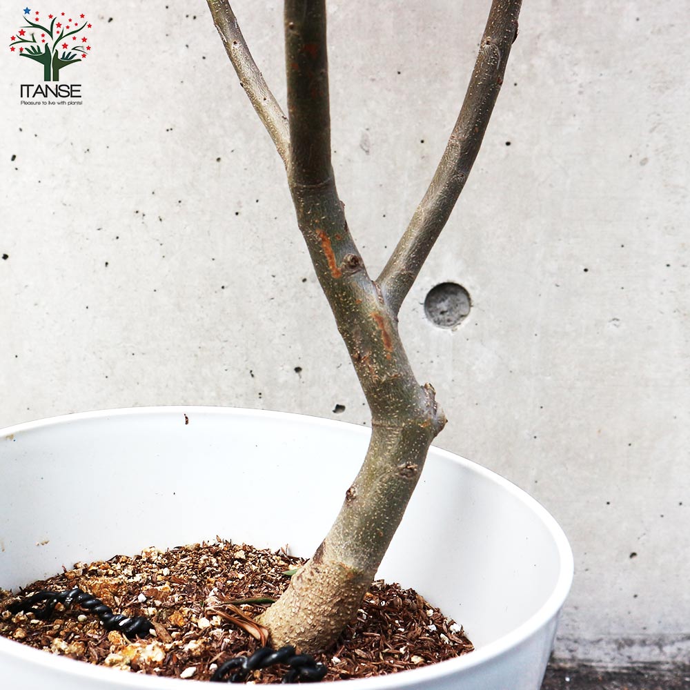 オリーブの苗木 品種：ミッション【果樹の苗木 7号テーパード鉢／1個