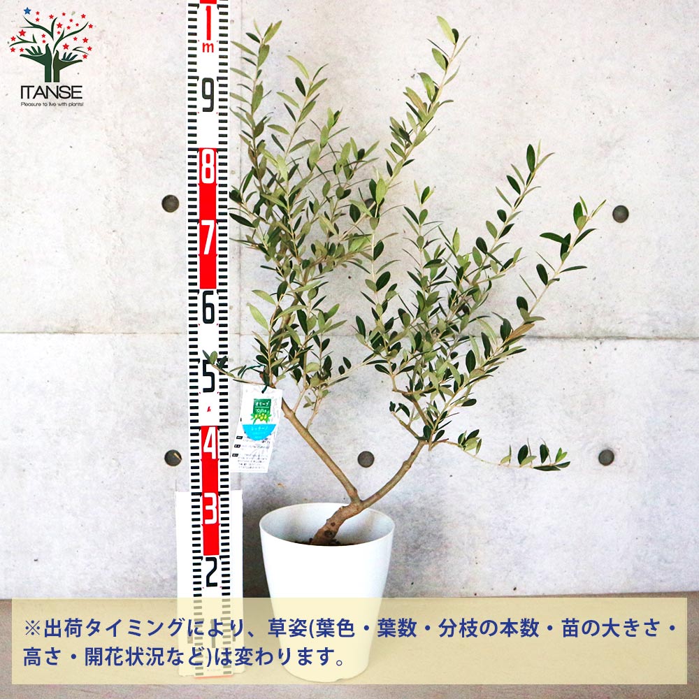 オリーブの木 レッチーノ 7号 約120cm NO.566 人気品種 一点物