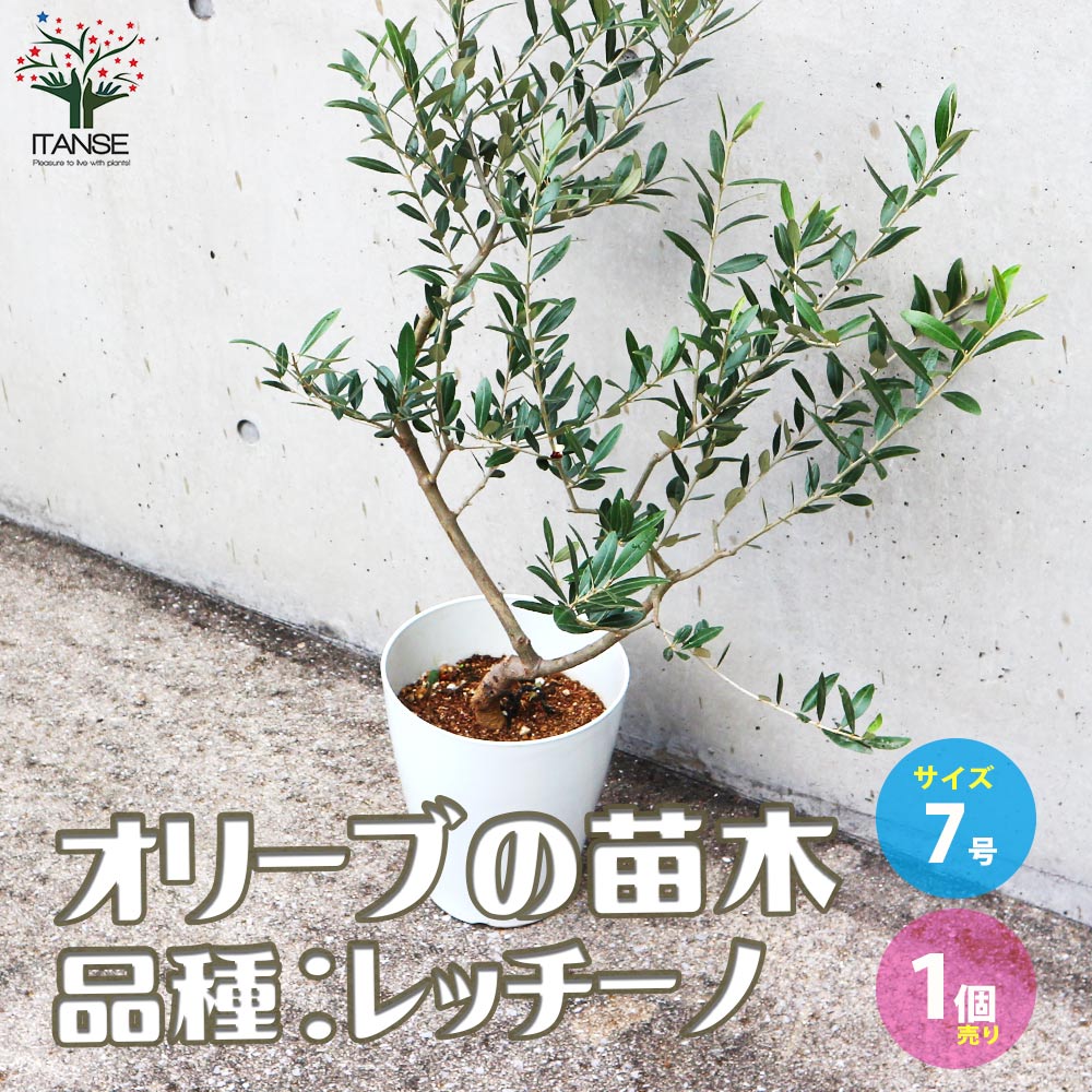 オリーブの苗木 品種：レッチーノ【果樹の苗木 7号白テーパード鉢／1個売り】