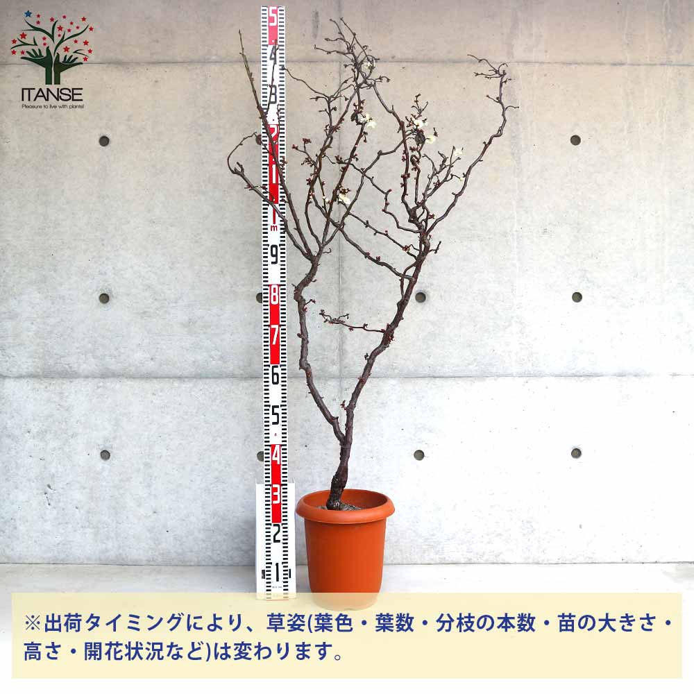 雲竜梅(ウンリュウバイ) 【庭木 8号鉢／1個売り】｜ 【植物の