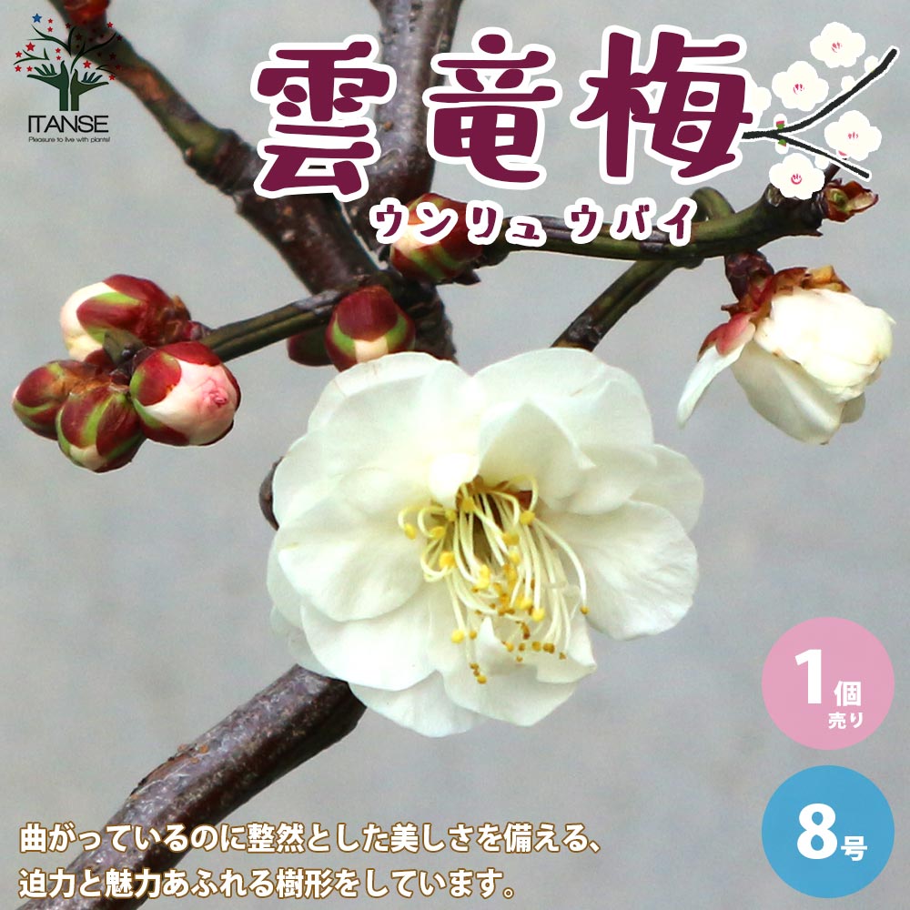 雲竜梅(ウンリュウバイ) 【庭木 8号鉢／1個売り】｜ 【植物の
