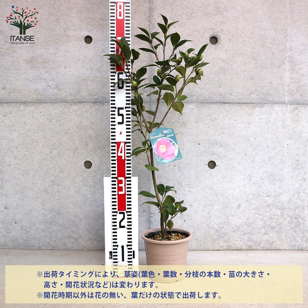 椿(ツバキ)の苗木 品種：赤西王母(アカセイオウボ)【庭木 5号鉢／1個