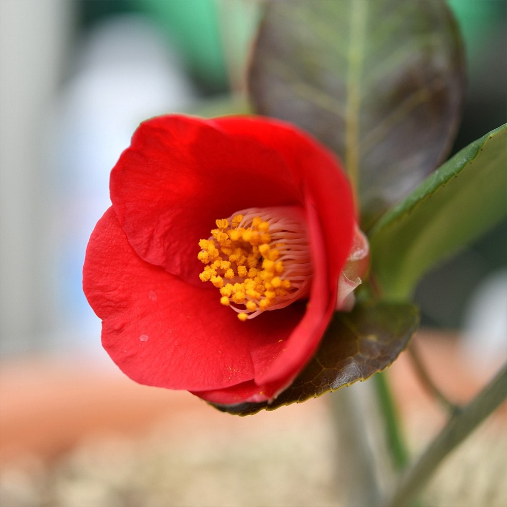 椿(ツバキ)の苗木 品種：赤西王母(アカセイオウボ)【庭木 5号鉢／1個