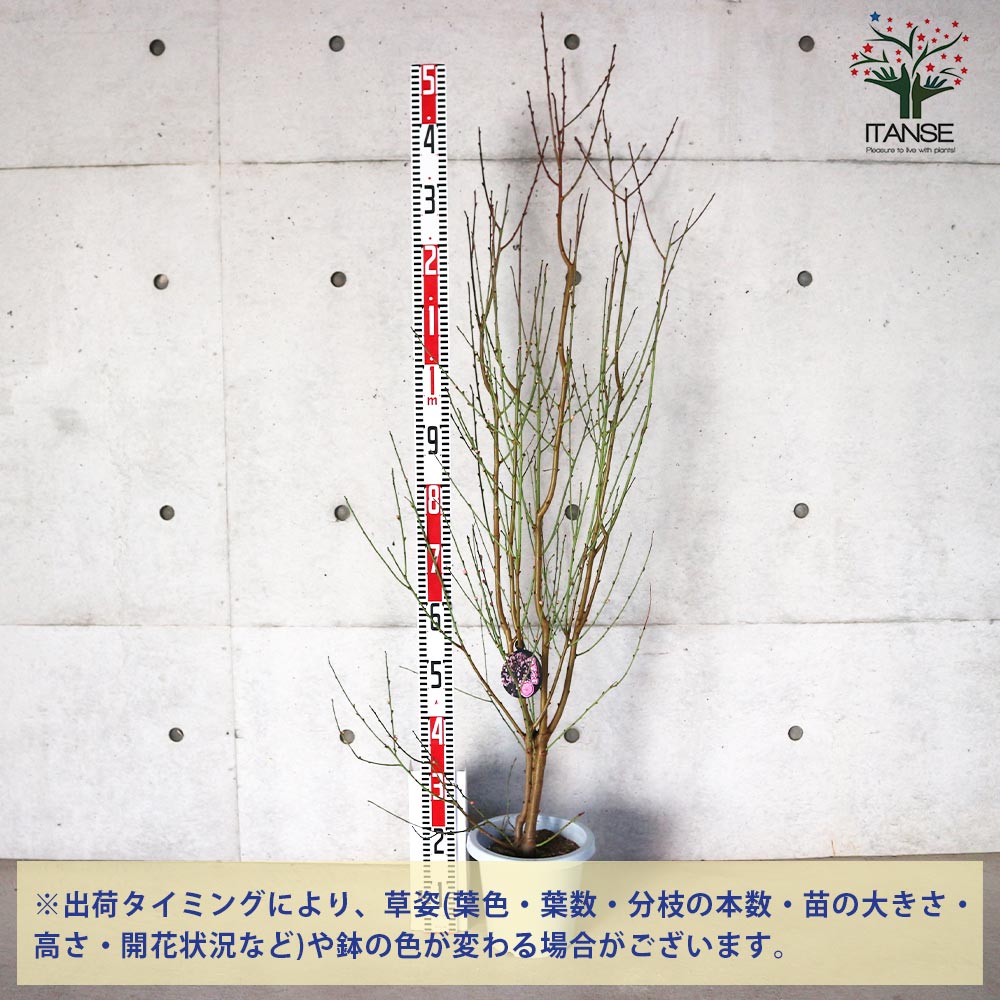 宝塚小町” 花桃の苗木(八重咲ピンク花)【庭木 7号鉢／1個売り