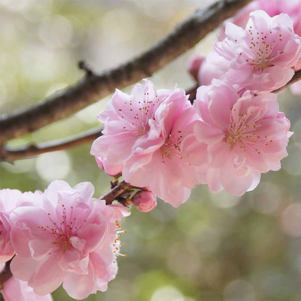 花桃の苗木 品種：照手姫(テルテヒメ)【庭木 6号鉢／1個売り