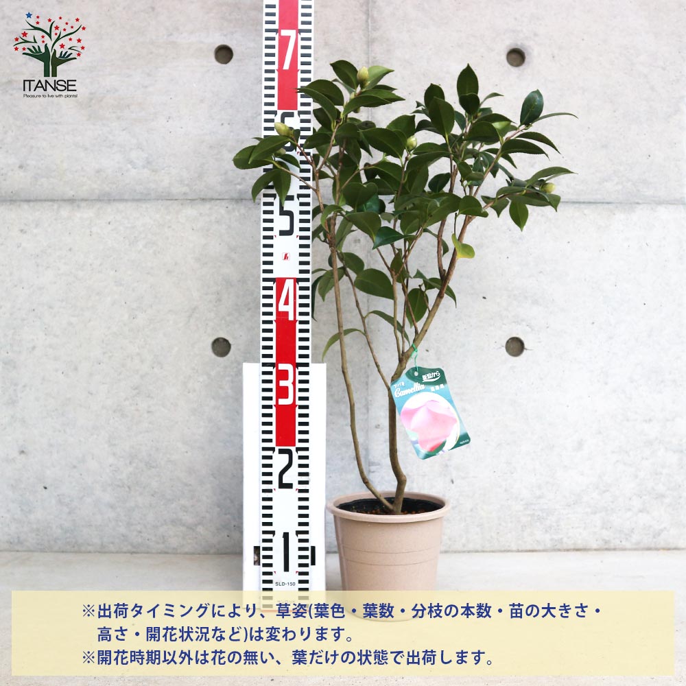 椿(ツバキ)の苗木 品種：崑崙黒(コンロンコク)【庭木 5号鉢／1個売り