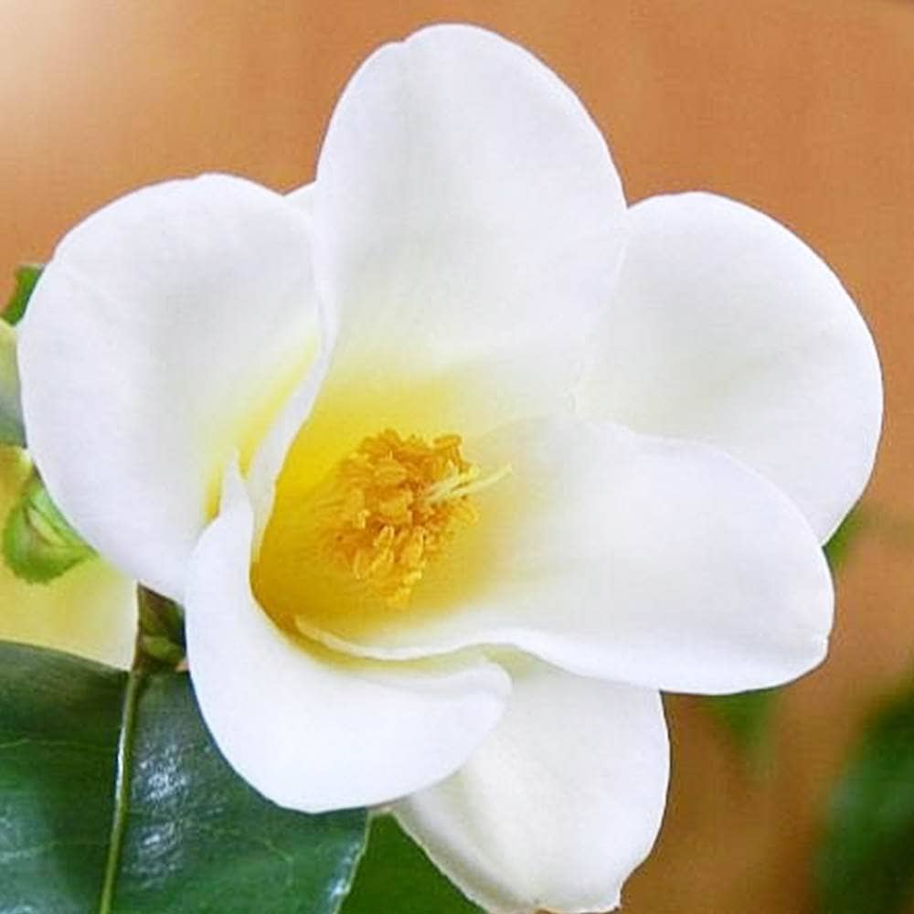 椿(ツバキ)の苗木 品種：こがねゆり【庭木 5号鉢／1個売り】｜ 【植物