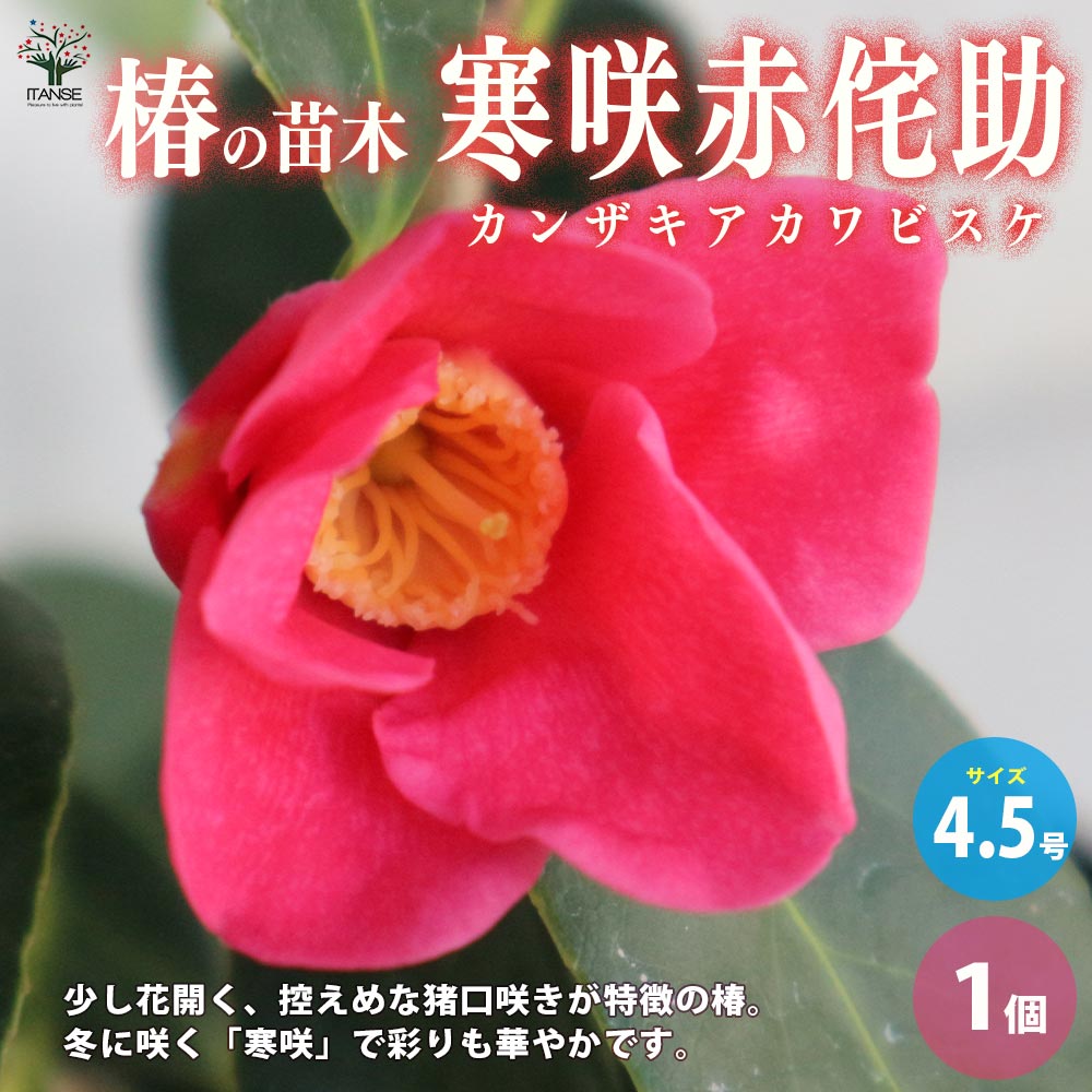 ツバキ 椿(ツバキ)の苗木 品種：寒咲赤侘助(カンザキアカワビスケ