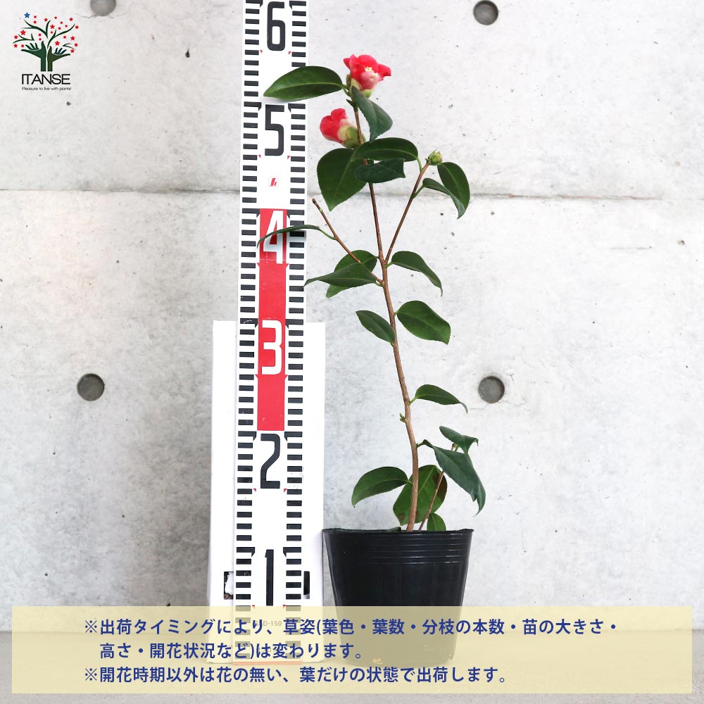 椿(ツバキ)の苗木 品種：小夜侘助(サヨワビスケ)【庭木 4.5号ポット／1