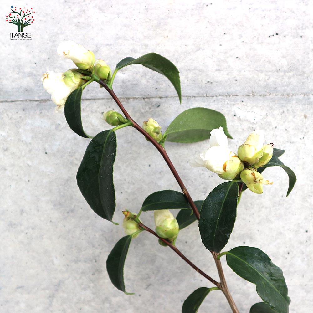 椿(ツバキ)の苗木 品種：白侘助(シロワビスケ)【庭木 4.5号ポット／1個