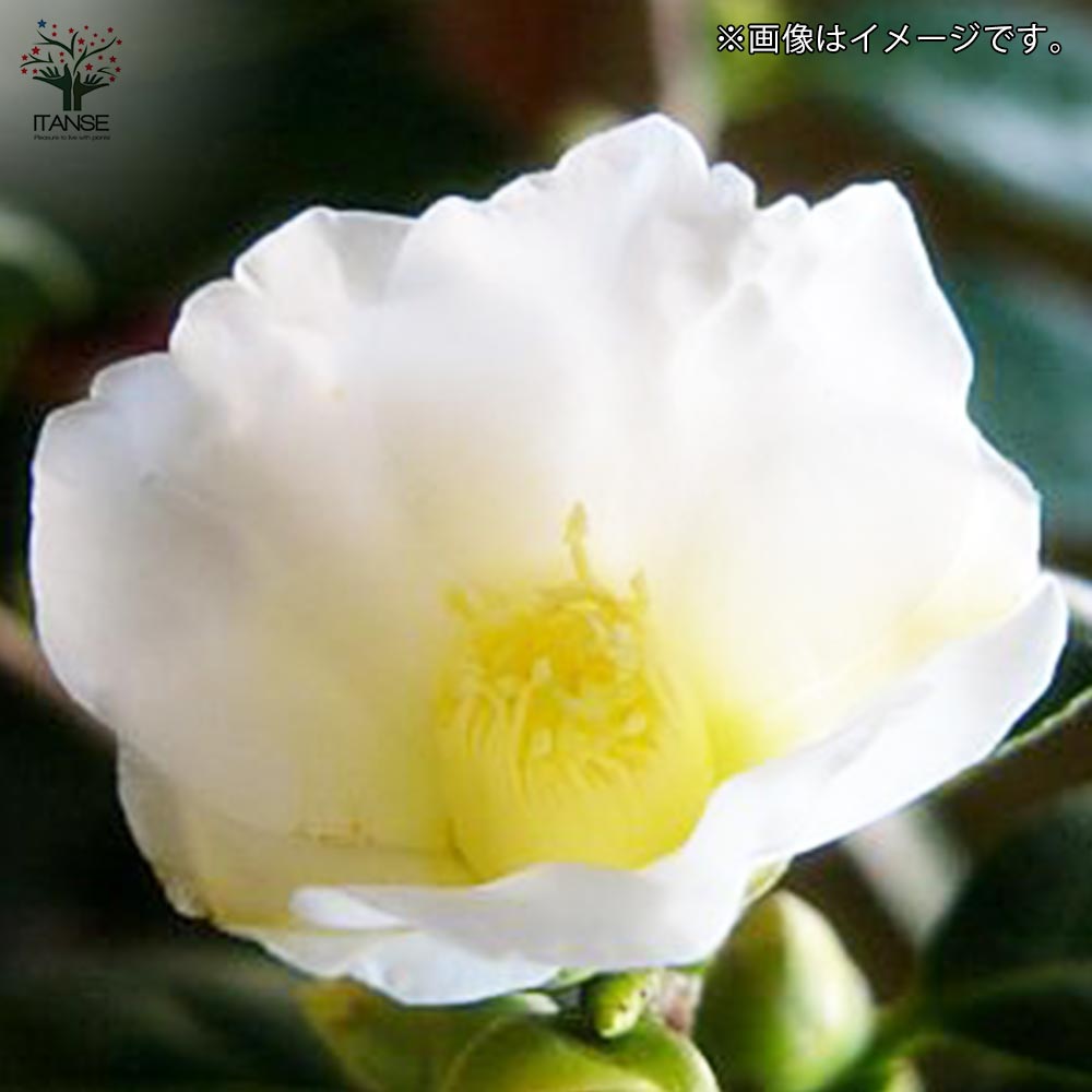 椿(ツバキ)の苗木 品種：白侘助(シロワビスケ)【庭木 4.5号ポット／1個