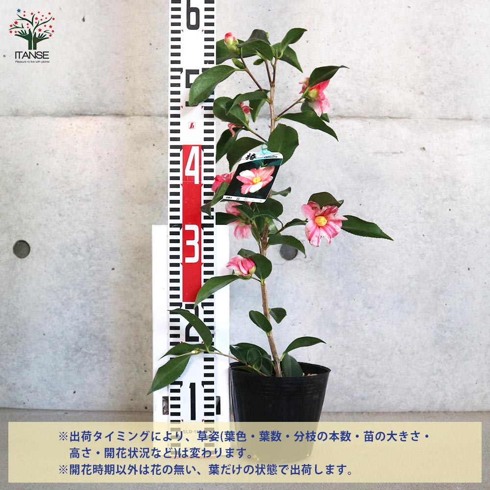 椿(ツバキ)の苗木 品種：姫侘助(ヒメワビスケ)【庭木 4.5号ポット／1個