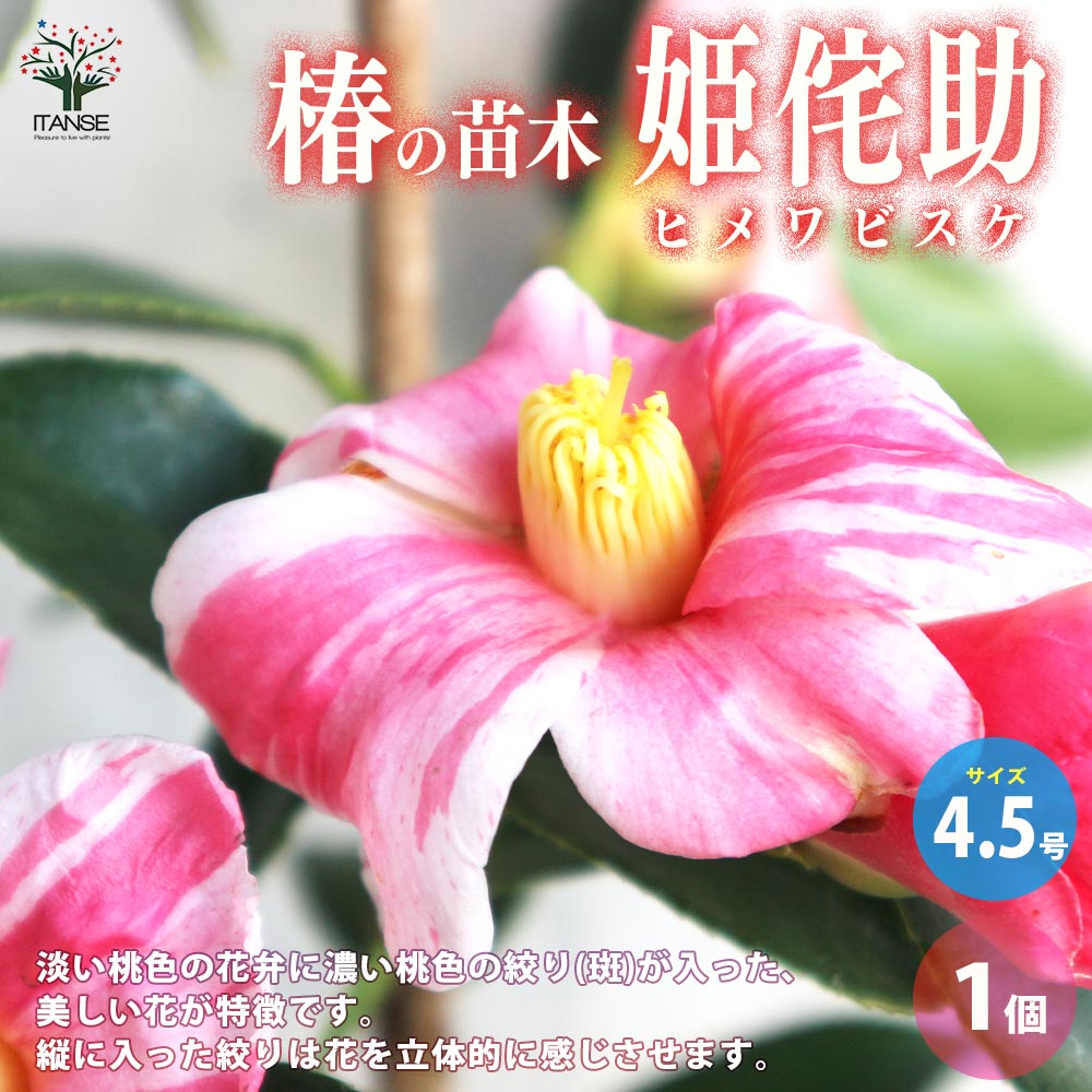 椿(ツバキ)の苗木 品種：姫侘助(ヒメワビスケ)【庭木 4.5号ポット／1個