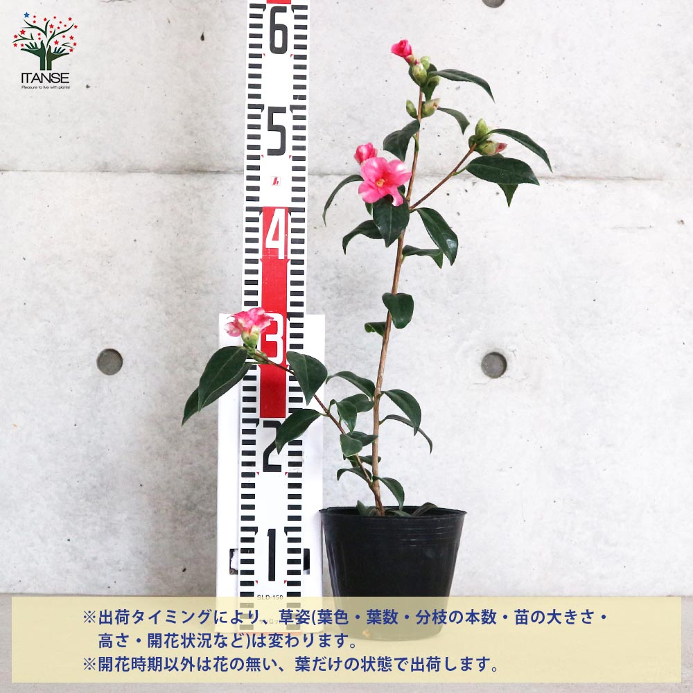 椿(ツバキ)の苗木 品種：絞侘助(シボリワビスケ)【庭木 4.5号ポット／1