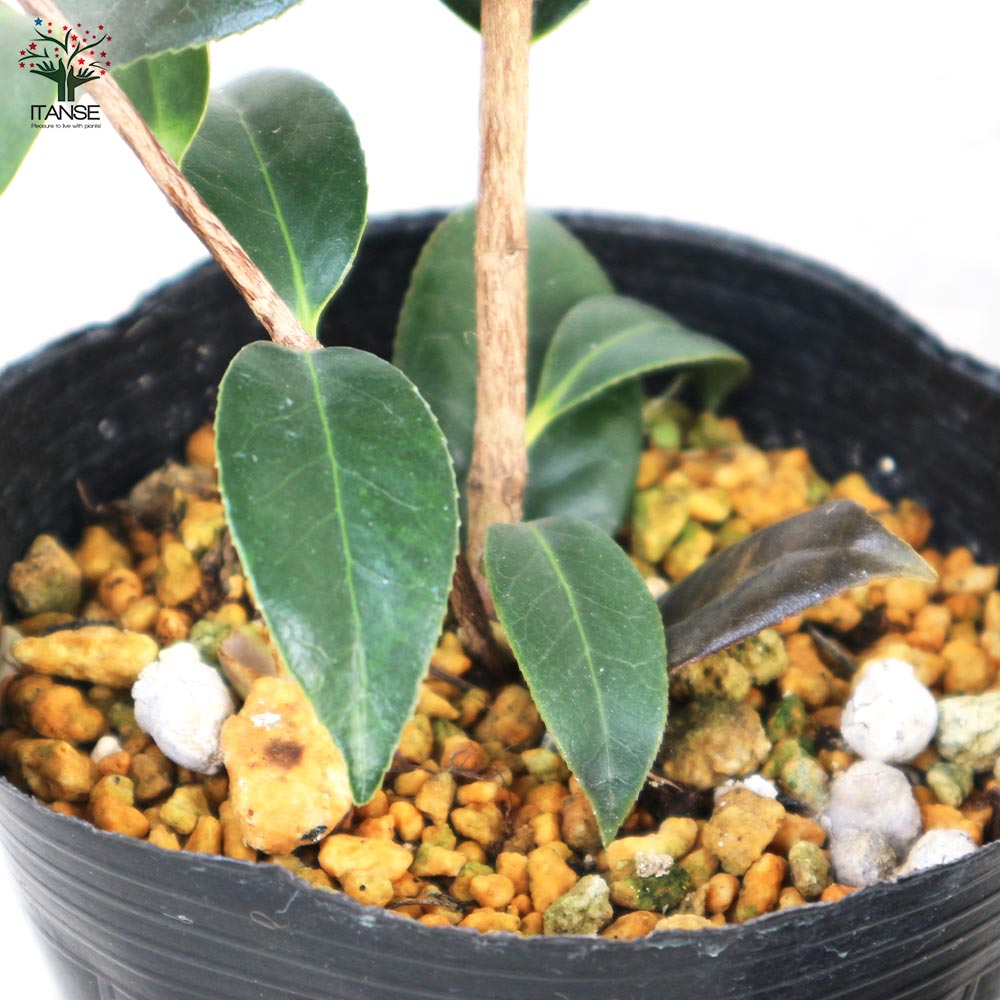 椿(ツバキ)の苗木 品種：絞侘助(シボリワビスケ)【庭木 4.5号ポット／1