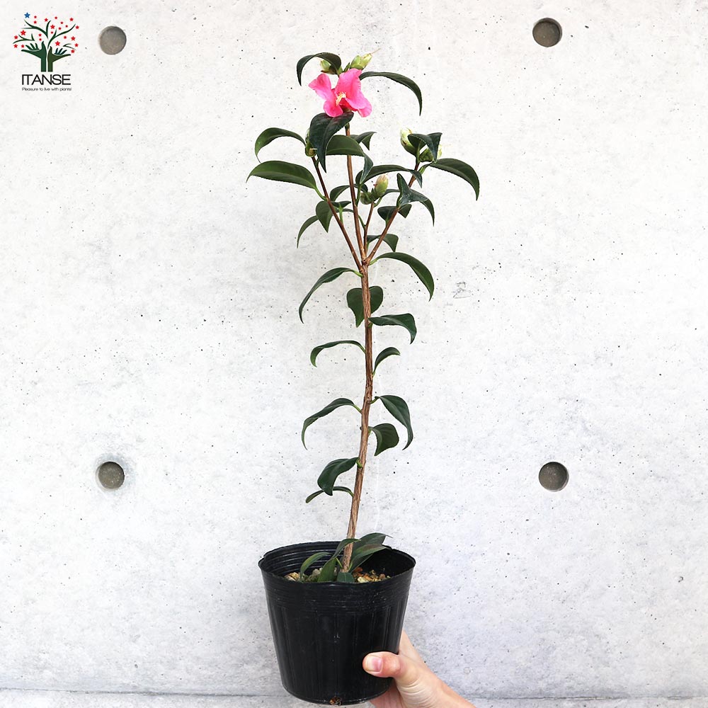 椿(ツバキ)の苗木 品種：絞侘助(シボリワビスケ)【庭木 4.5号ポット／1