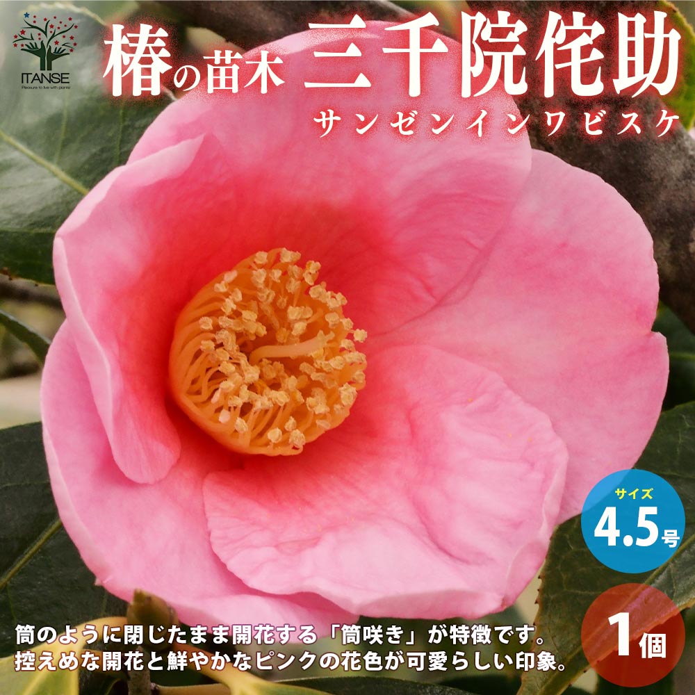 椿（ツバキ） 湊晨侘助（ソウシンワビスケ）苗木 8号（g05-3） 椿園