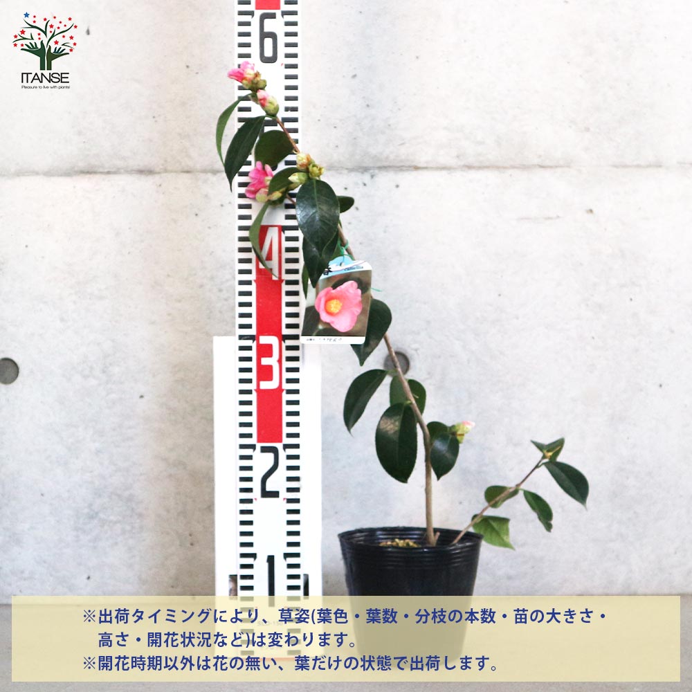 椿ページ 三所 無銘 真乗 蕪椿図三所(SO-010718)｜刀・日本刀の販売なら