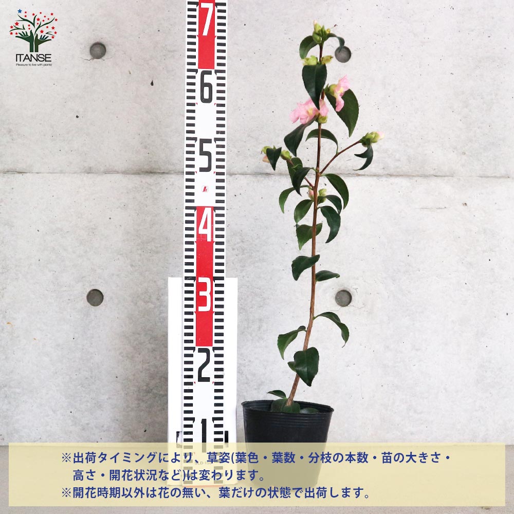 椿(ツバキ)の苗木 品種：雛侘助(ヒナワビスケ)【庭木 4.5号ポット／1個