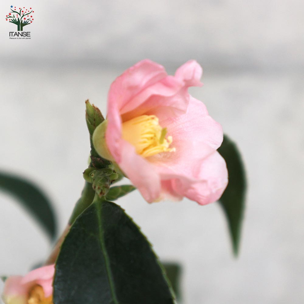 椿(ツバキ)の苗木 品種：雛侘助(ヒナワビスケ)【庭木 4.5号ポット／1個