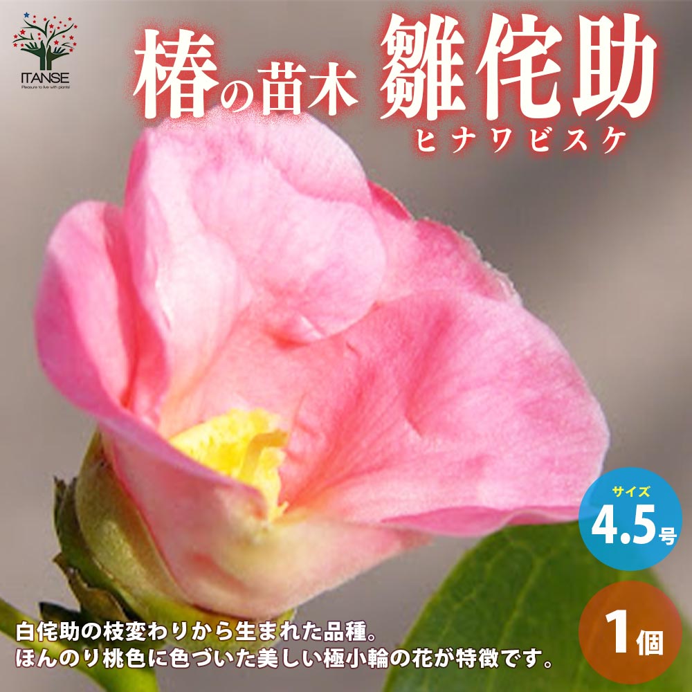 椿(ツバキ)の苗木 品種：雛侘助(ヒナワビスケ)【庭木 4.5号ポット／1個売り】