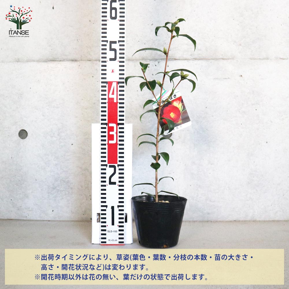 松&椿 楽天市場】【現品発送】西洋椿（セイヨウツバキ） ナイト