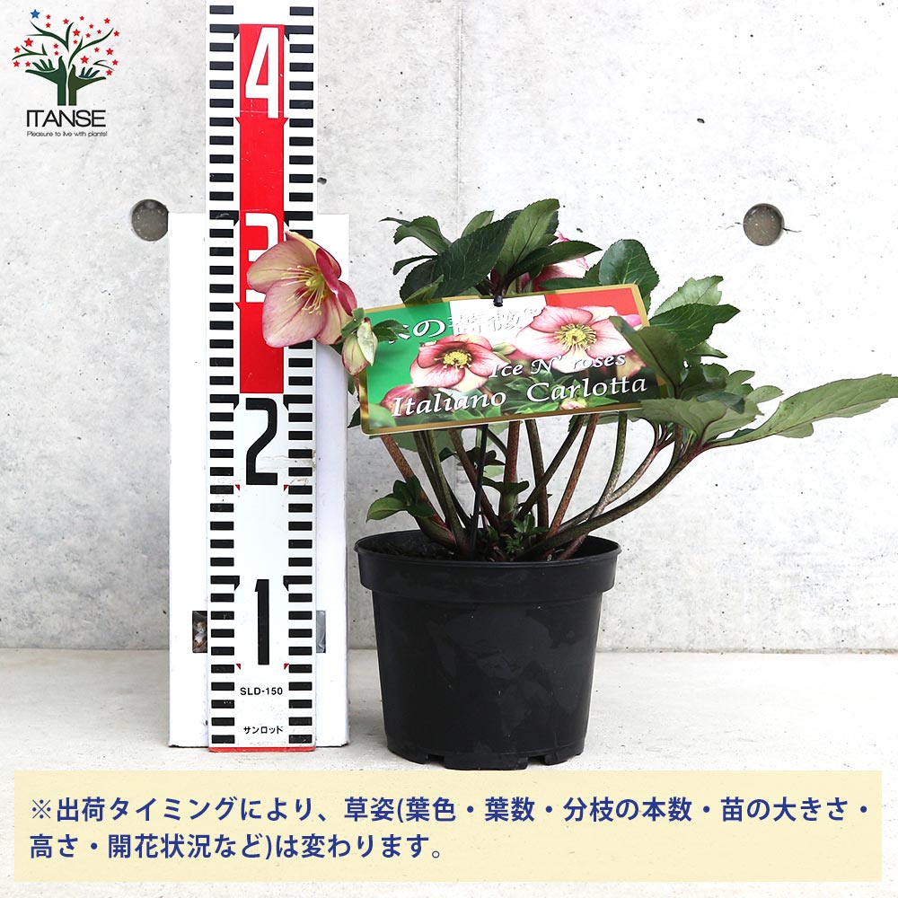 クリスマスローズ 氷の薔薇 イタリアーノ カルロッタ【花苗 5号鉢／1個