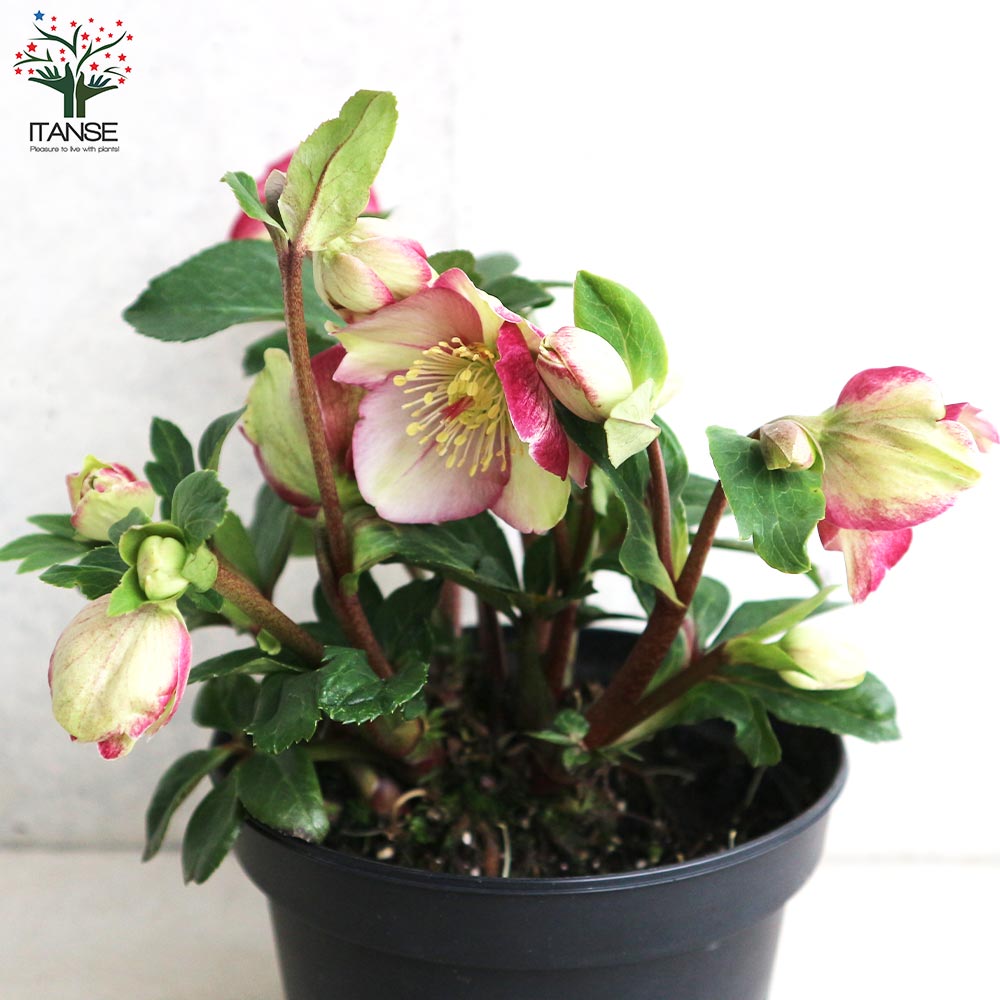 クリスマスローズ氷の薔薇シリーズ6鉢 蕾なし クリスマスローズ 氷の薔薇 6