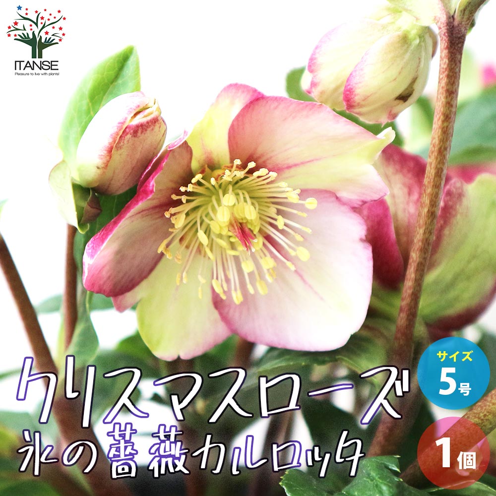 クリスマスローズ 氷の薔薇 イタリアーノ カルロッタ【花苗 5号鉢／1個売り】