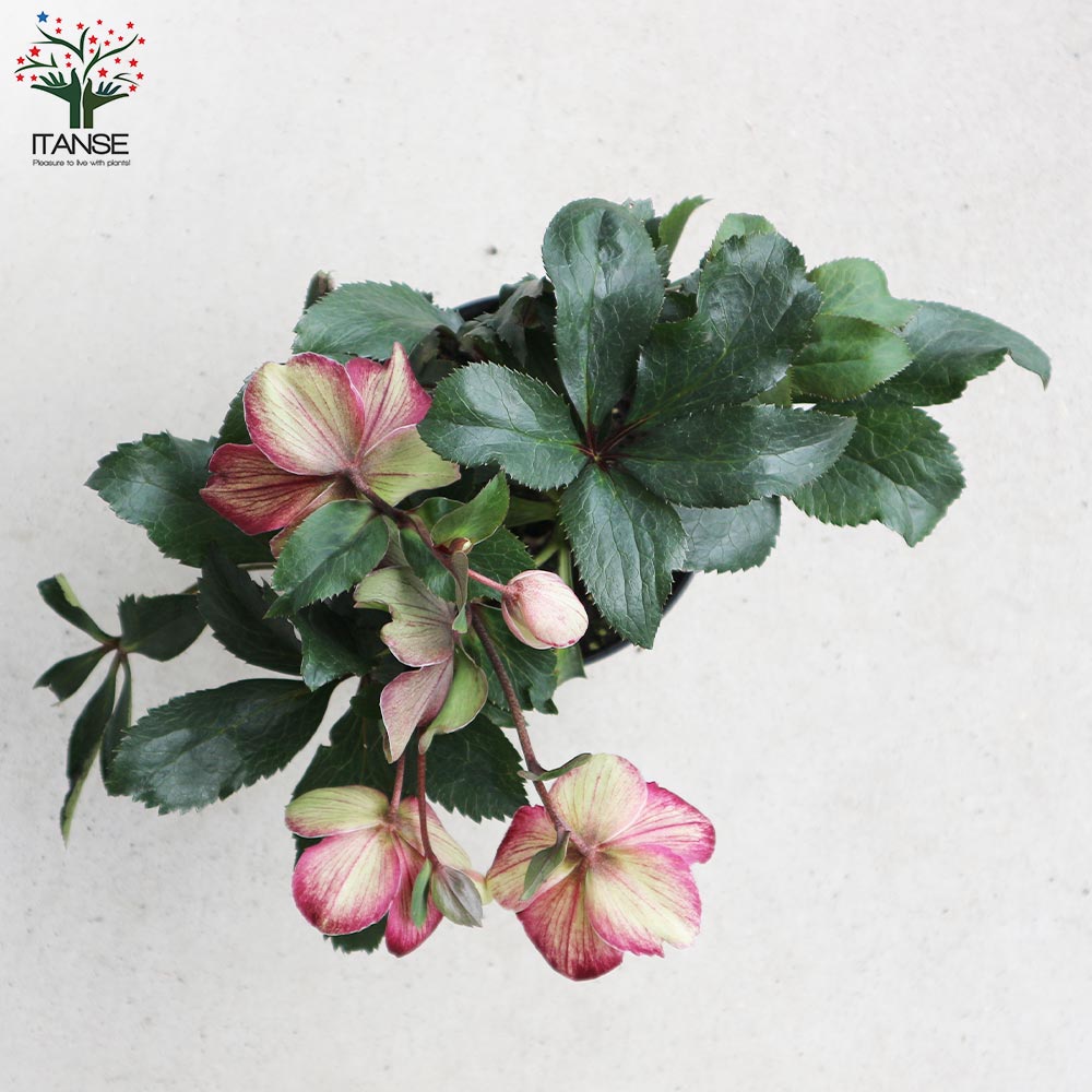 クリスマスローズ 氷の薔薇 ダークピコティ【花苗 5号鉢／1個売り