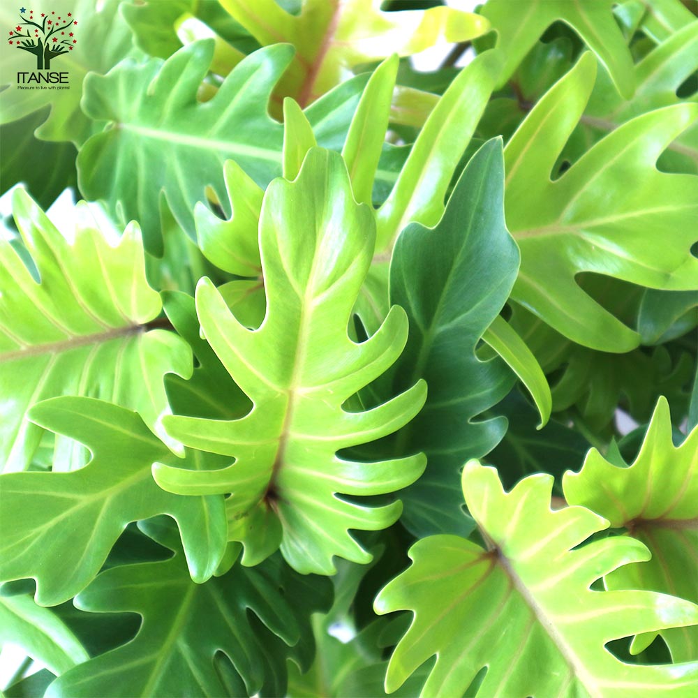 フィロデンドロン ゴールデンザナドゥ(クッカバラ)【観葉植物 7号鉢