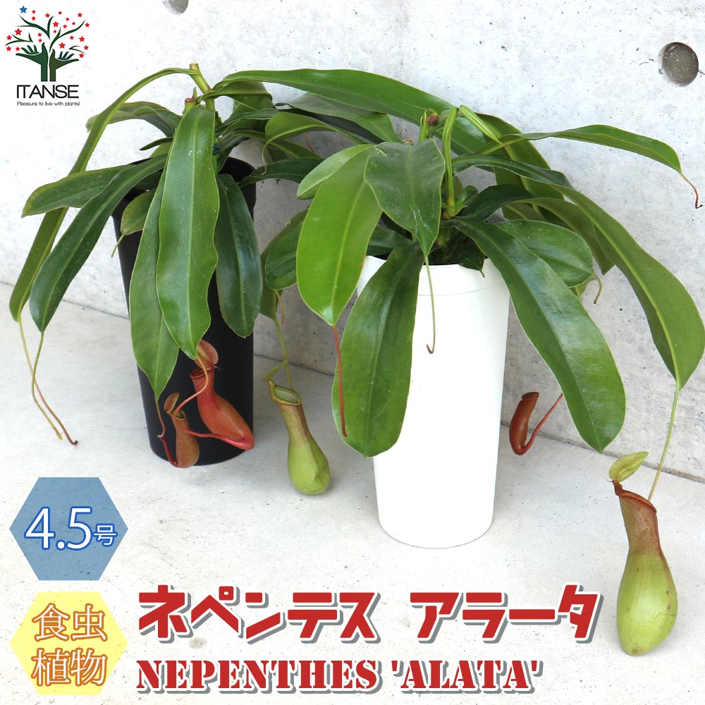 ネペンテス アラータ (ウツボカズラ)／食虫植物【観葉植物 4.5号鉢／1個売り】