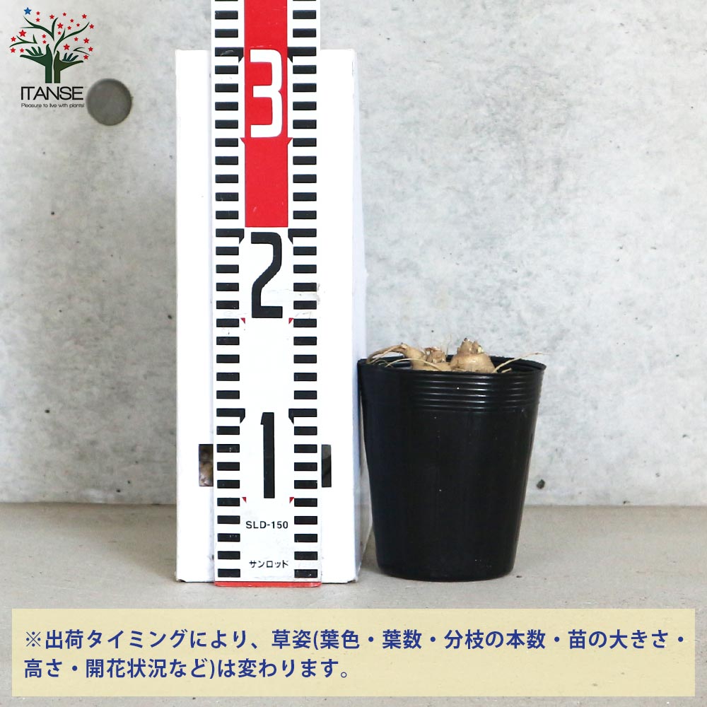 桔梗の苗 白花／多年草【花苗 3.5号ロングポット苗／1個売り
