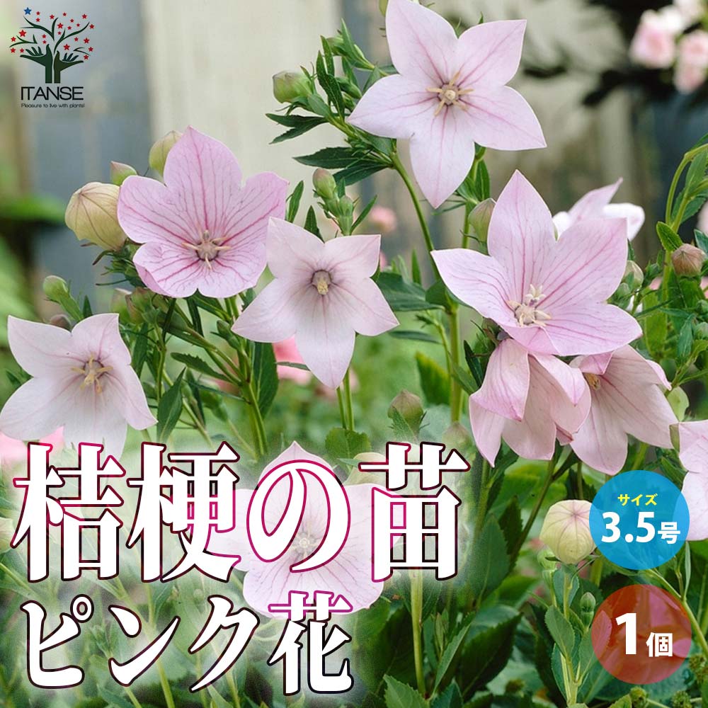 桔梗の苗 ピンク花／多年草【花苗 3.5号ロングポット苗／1個売り】