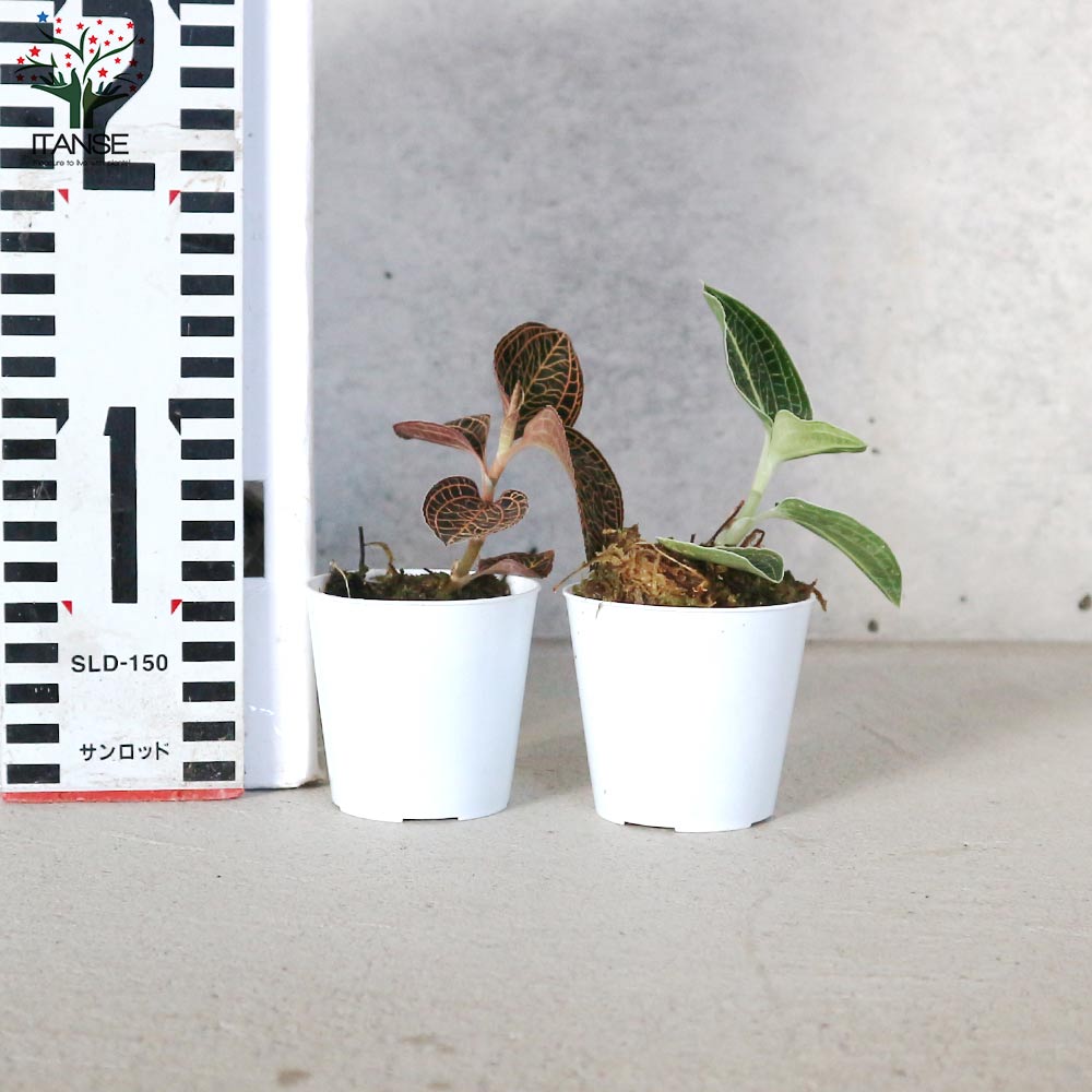 7株】アネクトキルス・ロビアーナス アネクトキルス・ロクスバギー